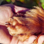 1300-490-tierkommunikation-pfote-hand-canva